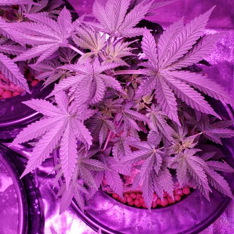 OGK Charlie growlog timeline photo