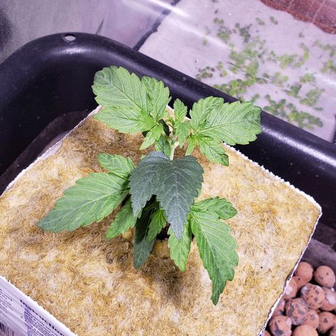 Harambe Alpha growlog timeline photo
