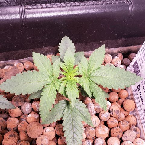 Harambe Bravo growlog timeline photo
