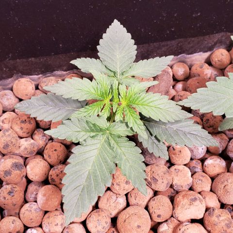 Harambe Charlie growlog timeline photo