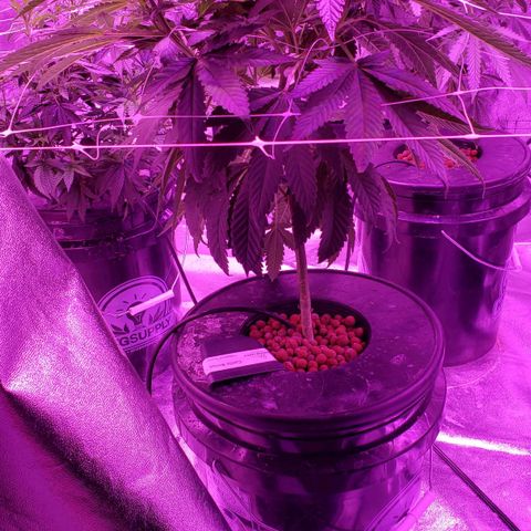 Cattle Baron growlog timeline photo