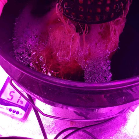 Cattle Baron growlog timeline photo