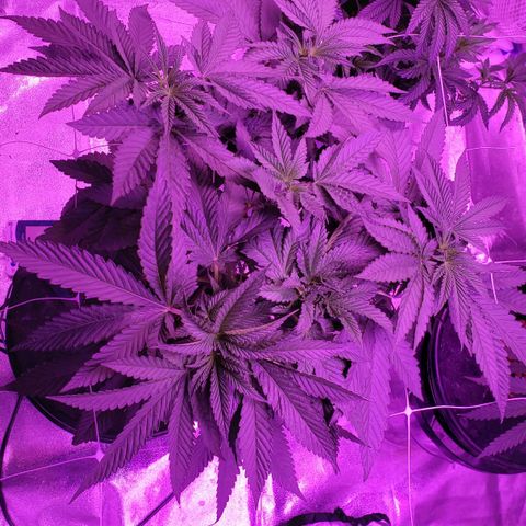 Cattle Baron growlog timeline photo