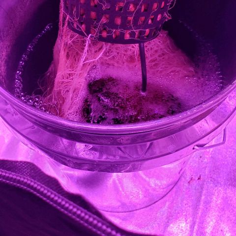 Peacemaker growlog timeline photo