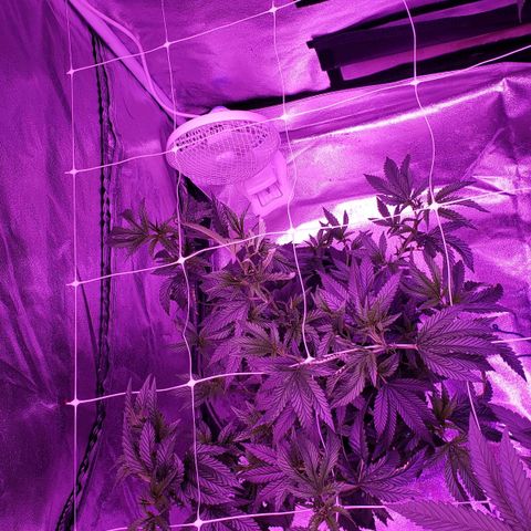 Peacemaker growlog timeline photo
