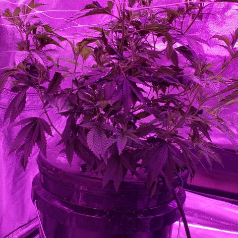 Peacemaker growlog timeline photo