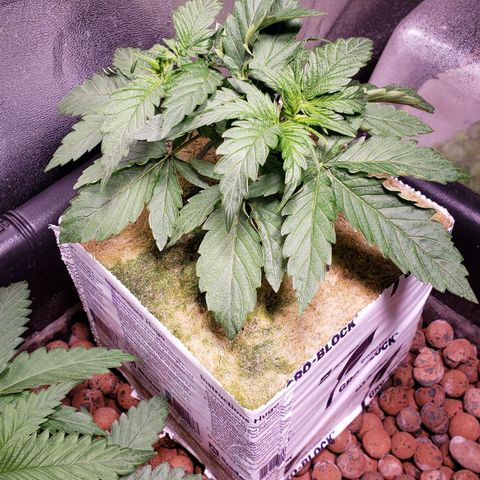 Harambe Alpha growlog timeline photo