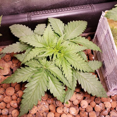 Harambe Bravo growlog timeline photo
