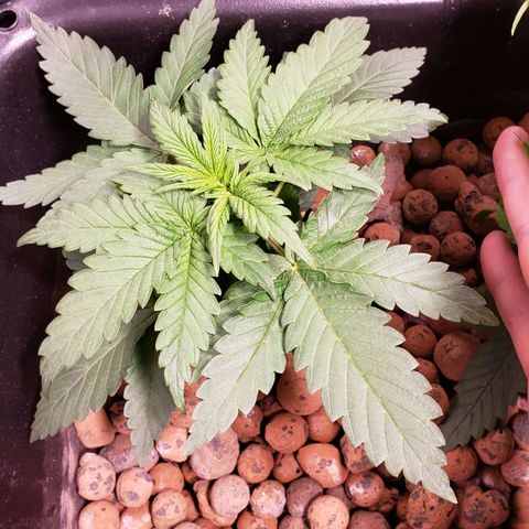 Harambe Charlie growlog timeline photo