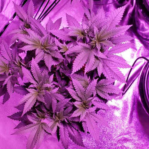 Phantom OG growlog timeline photo