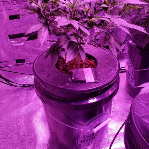 Phantom OG growlog timeline photo