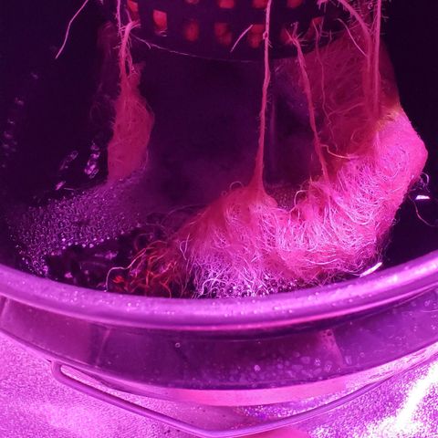 Phantom OG growlog timeline photo