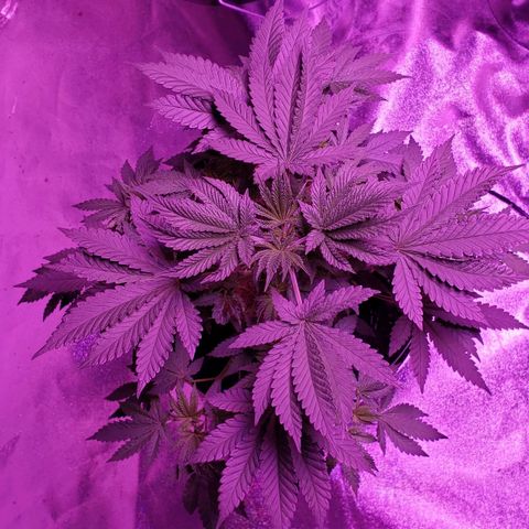 OGK Charlie growlog timeline photo