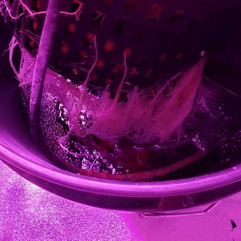 OGK Charlie growlog timeline photo