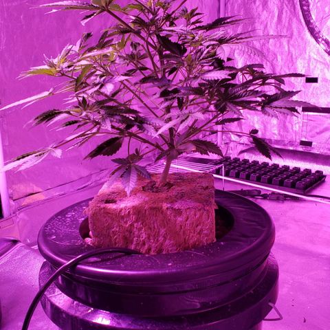 OGK Charlie growlog timeline photo