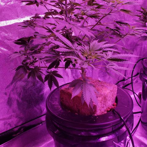 OGK Charlie growlog timeline photo