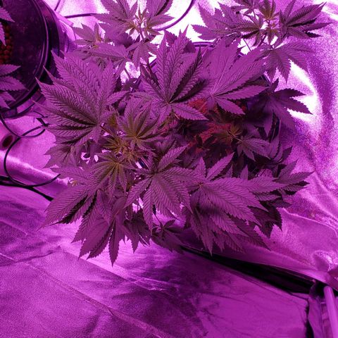 OGK Charlie growlog timeline photo