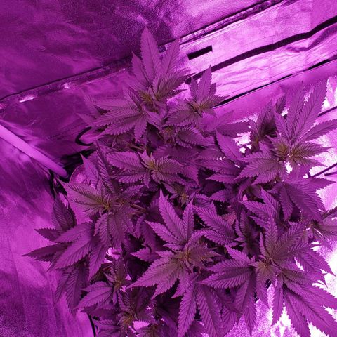 Phantom OG growlog timeline photo