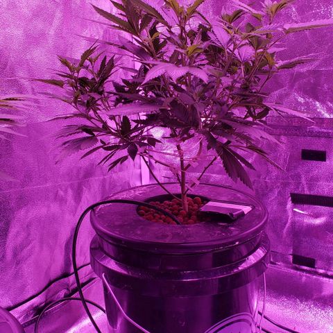 Phantom OG growlog timeline photo