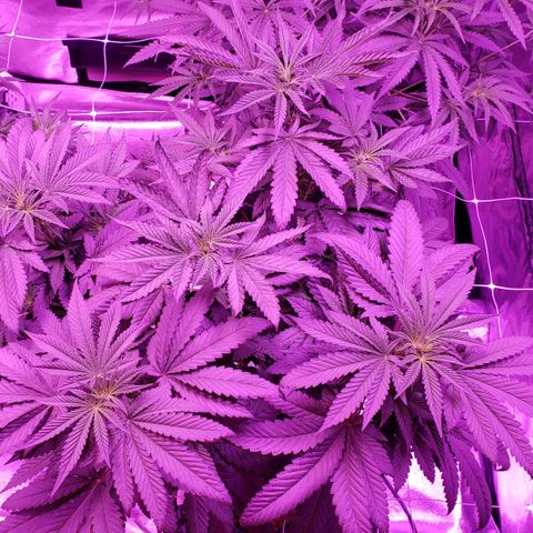 Cattle Baron growlog timeline photo