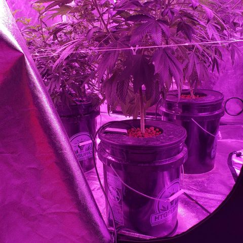 Cattle Baron growlog timeline photo