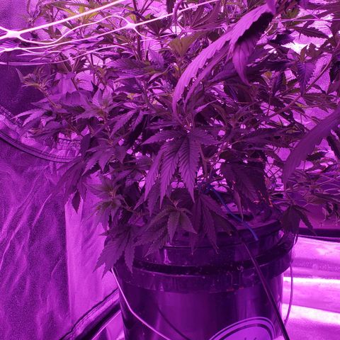Peacemaker growlog timeline photo