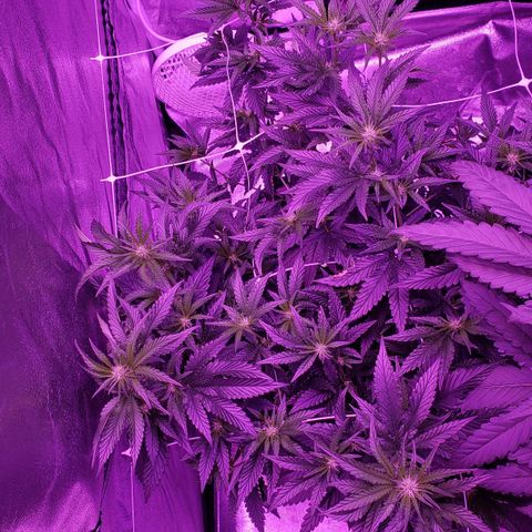 Peacemaker growlog timeline photo