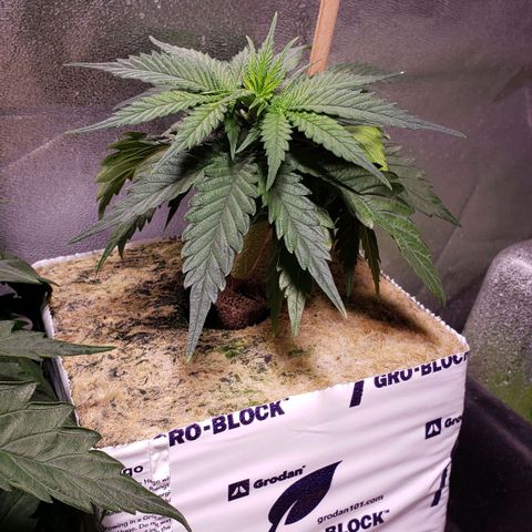 Harambe Alpha growlog timeline photo