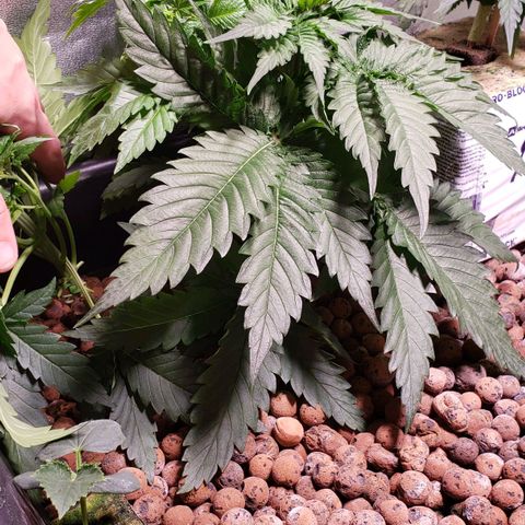Harambe Bravo growlog timeline photo
