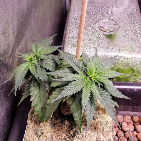Harambe Alpha growlog timeline photo