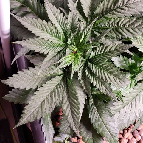 Harambe Charlie growlog timeline photo