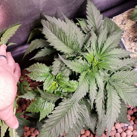 Harambe Bravo growlog timeline photo