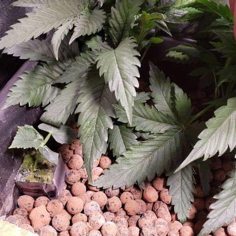 Harambe Charlie growlog timeline photo