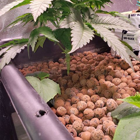 Harambe Charlie growlog timeline photo