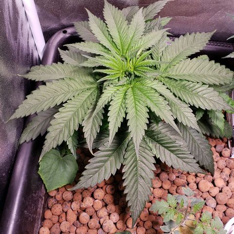 Harambe Charlie growlog timeline photo