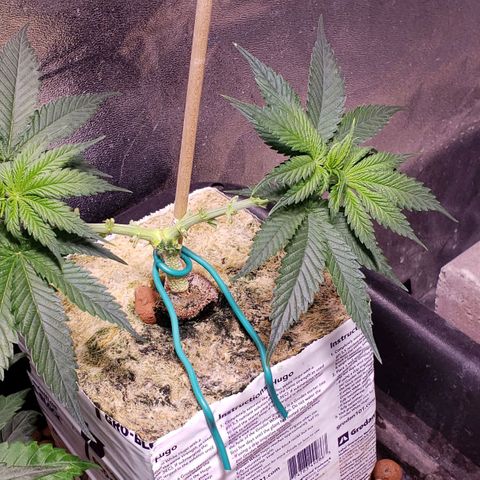 Harambe Alpha growlog timeline photo