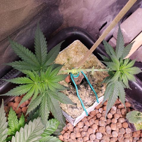 Harambe Alpha growlog timeline photo