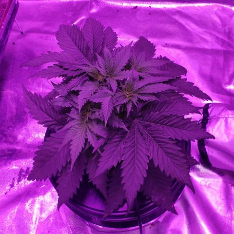 Harambe Bravo growlog timeline photo