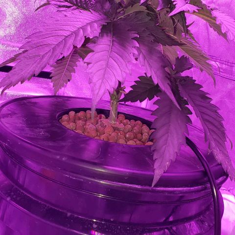 Harambe Bravo growlog timeline photo