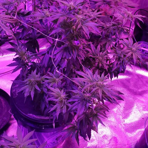 Peacemaker growlog timeline photo