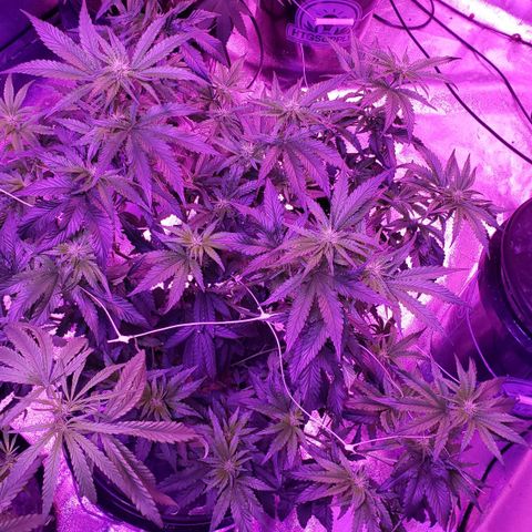 Peacemaker growlog timeline photo