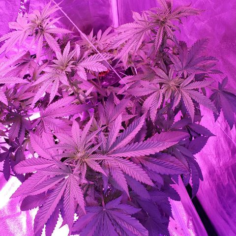 Cattle Baron growlog timeline photo
