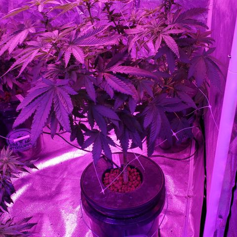 Cattle Baron growlog timeline photo