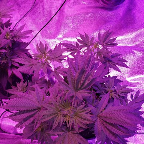 OGK Charlie growlog timeline photo