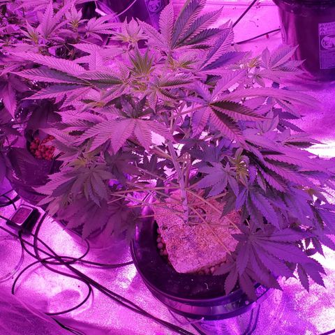 OGK Charlie growlog timeline photo