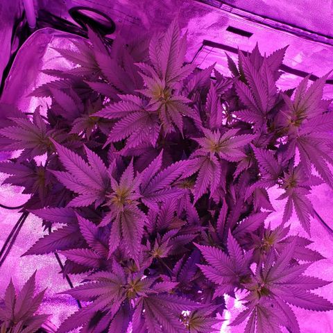 Phantom OG growlog timeline photo