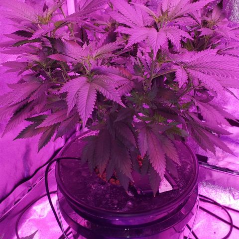 Phantom OG growlog timeline photo