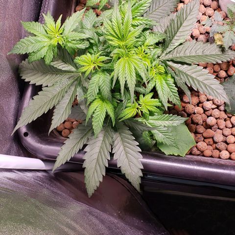 Harambe Charlie growlog timeline photo