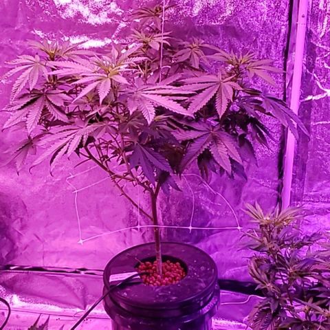 Cattle Baron growlog timeline photo