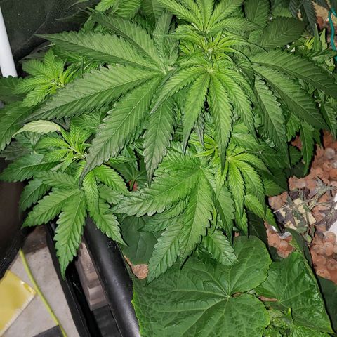 Harambe Charlie growlog timeline photo